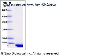 Sino Biological 14143-H07E image 1