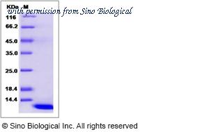 Sino Biological 14391-HNAE image 1