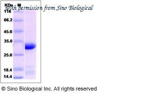 Sino Biological 14611-H07E image 1