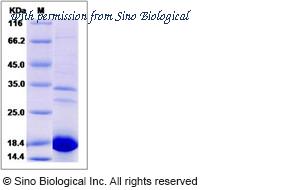 Sino Biological 14630-H07E image 1
