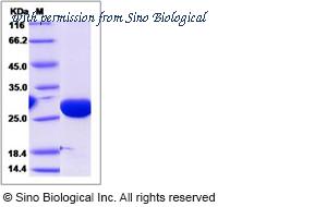 Sino Biological 14648-H07E image 1