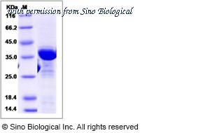 Sino Biological 15487-H07E image 1