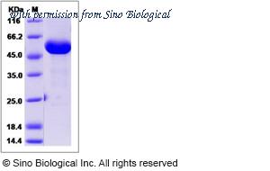Sino Biological 90106-C05H image 1