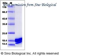 Sino Biological 51084-M08B image 1