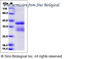 Sino Biological 11083-HNAS image 1