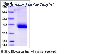 Sino Biological 90106-C08H image 1