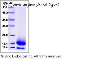 Sino Biological 90188-C08H image 1