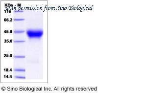 Sino Biological 90265-C08H image 1