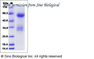 Sino Biological 13052-H02S image 1