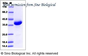 Sino Biological 13815-H05H image 1