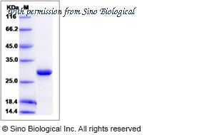 Sino Biological 14681-H07E image 1