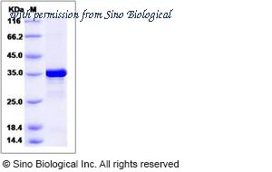 Sino Biological 14810-H07E image 1