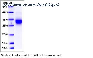 Sino Biological 90207-C08H image 1