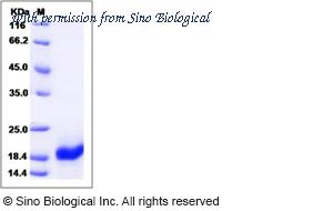 Sino Biological 10356-HNCE image 1