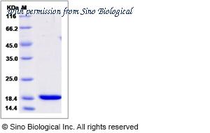 Sino Biological 51153-M08H image 1