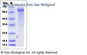 Sino Biological 80278-RCCH image 1