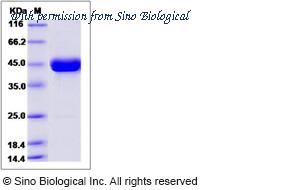 Sino Biological 90162-C02H image 1
