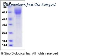 Sino Biological 90208-C08H image 1