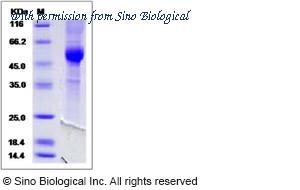 Sino Biological 90214-C01H image 1