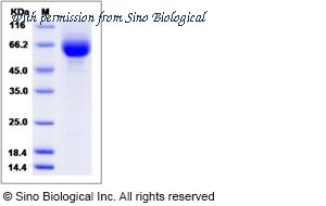 Sino Biological 13549-H08H image 1