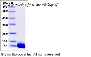 Sino Biological 50207-M07E image 1