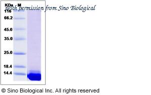 Sino Biological 50227-M07E image 1
