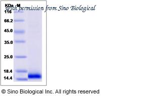 Sino Biological 70057-D07E image 1