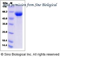Sino Biological 70062-D08H image 1
