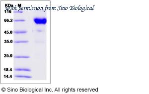 Sino Biological 90265-C02H image 1