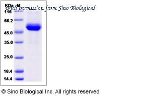 Sino Biological 90274-C08H image 1