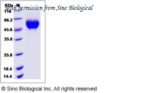 Sino Biological 90279-C08H image 1