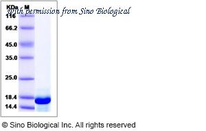 Sino Biological 14560-H07E image 1
