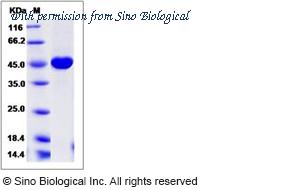 Sino Biological 14905-H08B image 1
