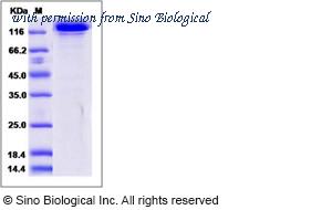 Sino Biological 10201-H05H image 1
