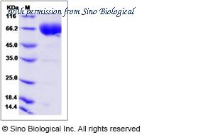 Sino Biological 11945-H02H image 1