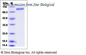 Sino Biological 90148-C07B image 1