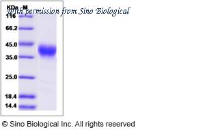 Sino Biological 90265-CCCH image 1