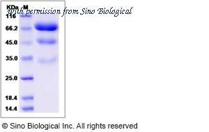Sino Biological 13947-H08H image 1