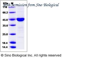 Sino Biological 14914-HNCB image 1