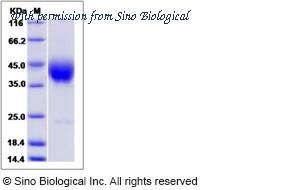 Sino Biological 11945-HCCH image 1