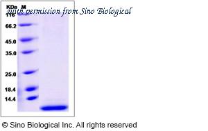 Sino Biological 13442-H08H image 1
