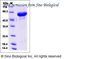 Sino Biological 13764-H07H image 1