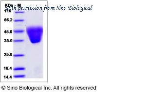 Sino Biological 13794-H08H image 1