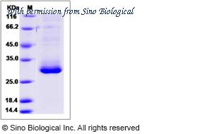Sino Biological 16007-H07H image 1