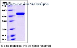 Sino Biological 50369-M08H image 1