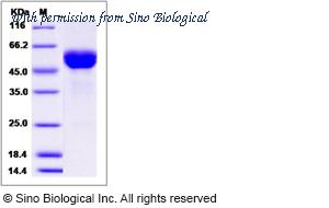 Sino Biological 90273-C02H image 1