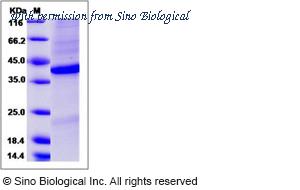 Sino Biological 10370-H08H image 1