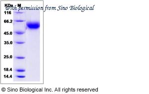 Sino Biological 13275-H08H image 1