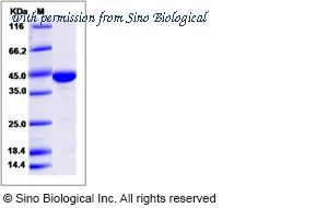 Sino Biological 14213-HNAE image 1