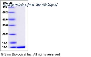 Sino Biological 14511-HNAE image 1